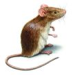 SOURIS